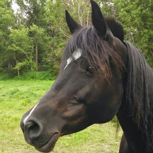 Meet your Posher, Kris